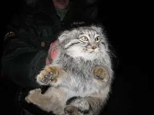 マヌルネコの写真