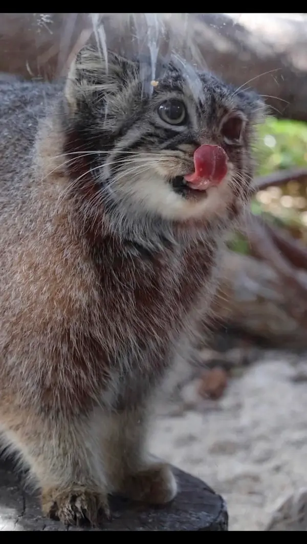 マヌルネコの写真