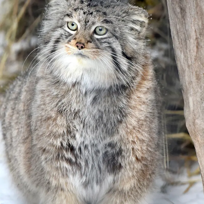 ノヴォシビルスク動物園のシェブの写真