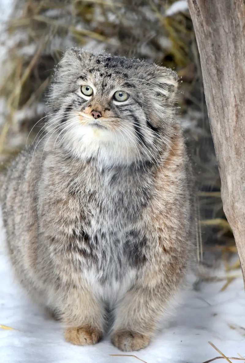 ノヴォシビルスク動物園のシェブの写真