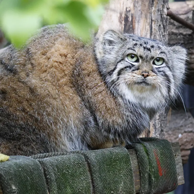 ノヴォシビルスク動物園のアーニャの写真