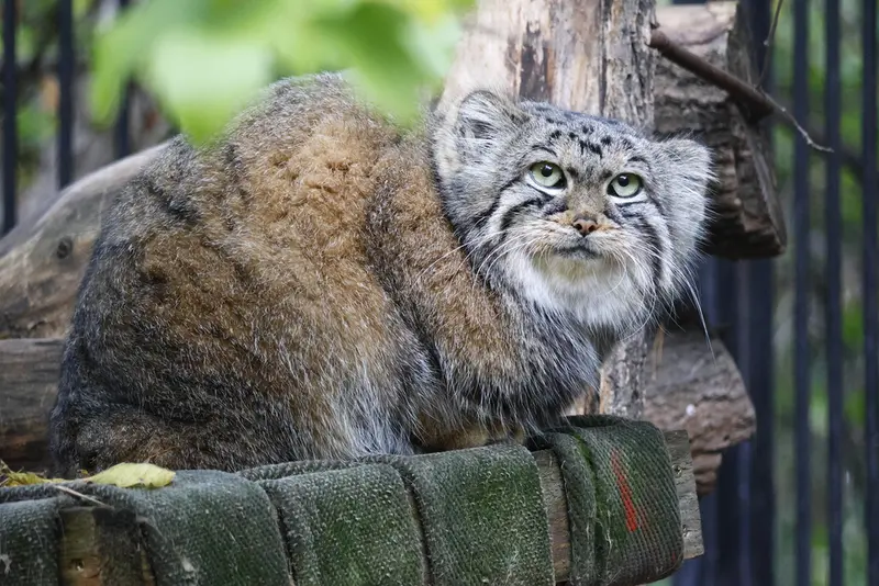 ノヴォシビルスク動物園のアーニャの写真