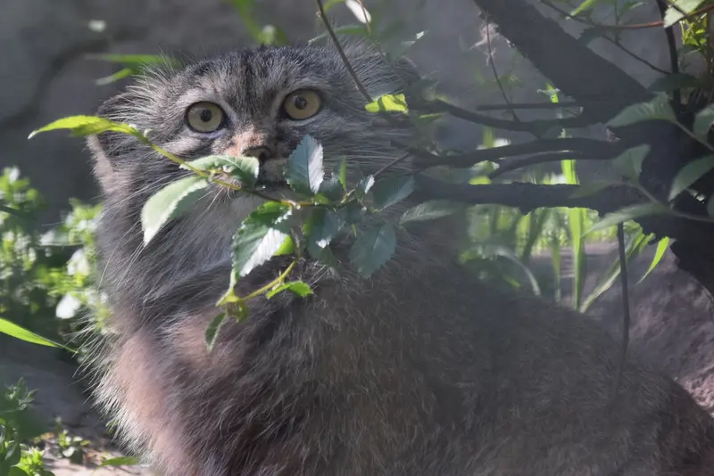 ブダペスト動物園＆植物園のルーシーの写真