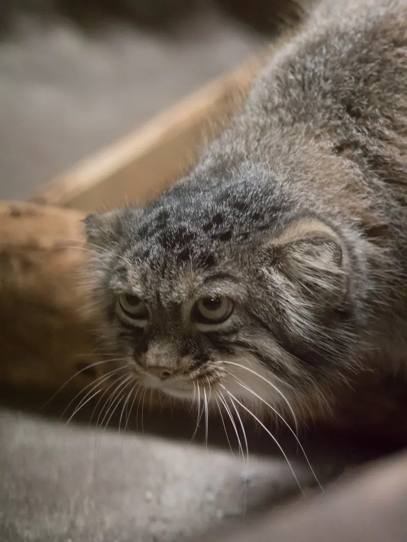 恩賜上野動物園のサフランの写真