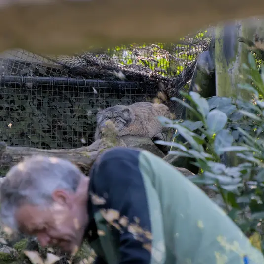 ロッテルダム動物園のノルブの写真