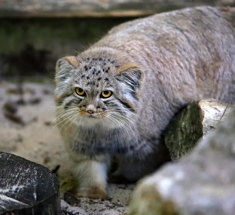 コシツェ動物園のアラニの子（2026年生まれ）Ⅰの写真