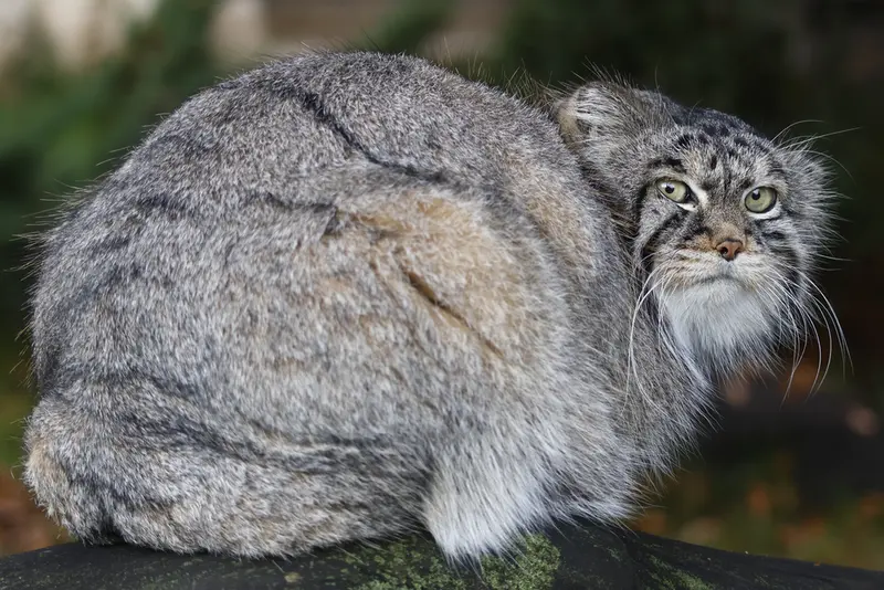 モスクワ動物園のティモフェイの写真