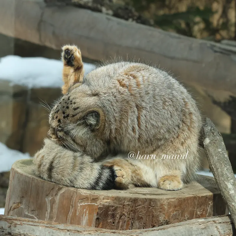那須どうぶつ王国のボルの写真