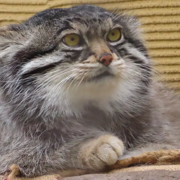 旭山動物園のグルーシャの写真