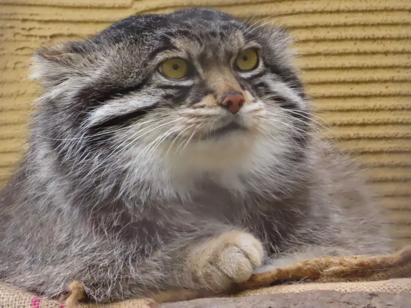 旭山動物園のグルーシャの写真