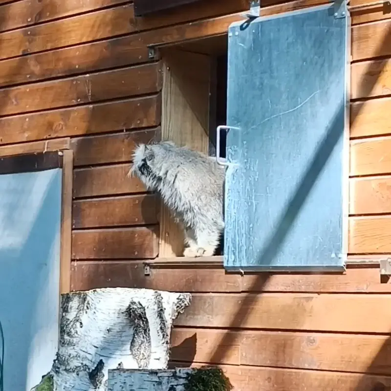 グダニスク動物園のマヌルネコの写真