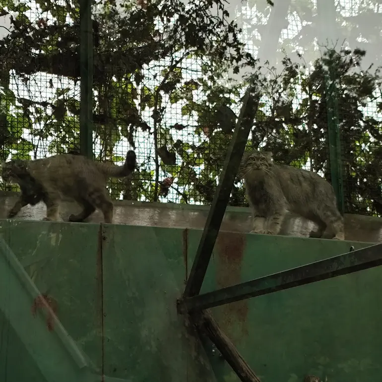 ブダペスト動物園＆植物園のルーシーとボリス Ⅱの写真