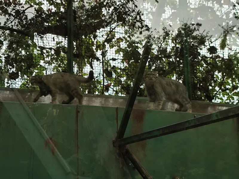 ブダペスト動物園＆植物園のルーシーとボリス Ⅱの写真