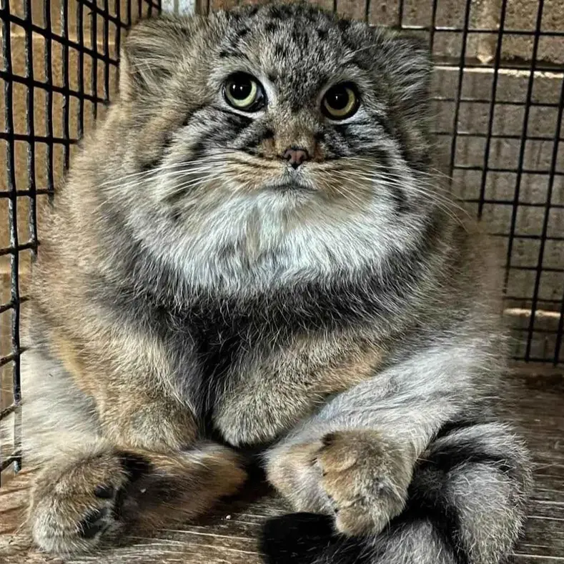 タシの写真