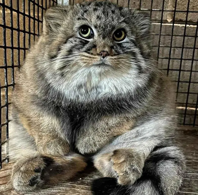 タシの写真
