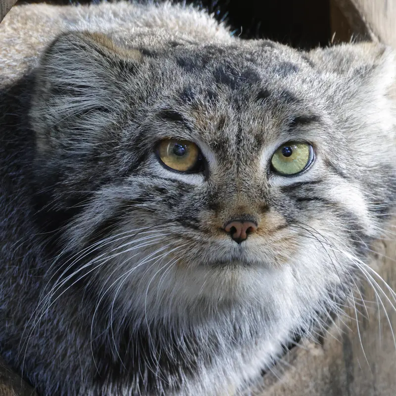 ノヴォシビルスク動物園のカトゥンの写真