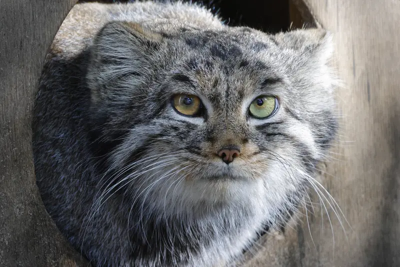 ノヴォシビルスク動物園のカトゥンの写真