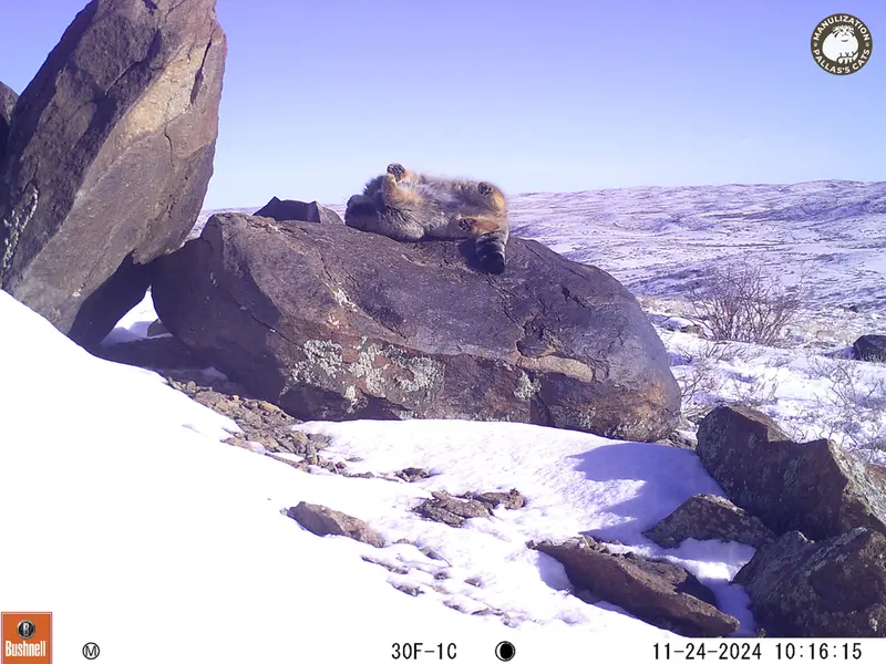コシュカルカメラトラップで撮影したOtocolobus manul manulの写真