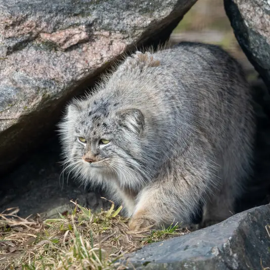 コルケアサーリ動物園のアルカスの写真
