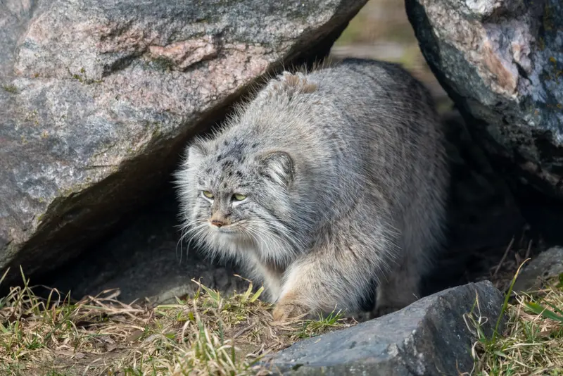 コルケアサーリ動物園のアルカスの写真
