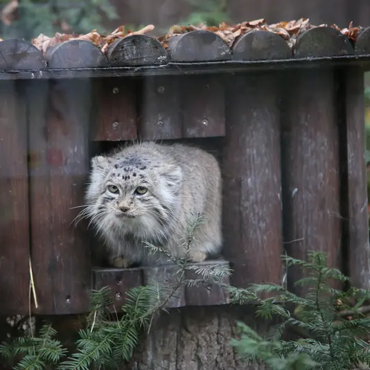 ポズナン新動物園のマニアの写真