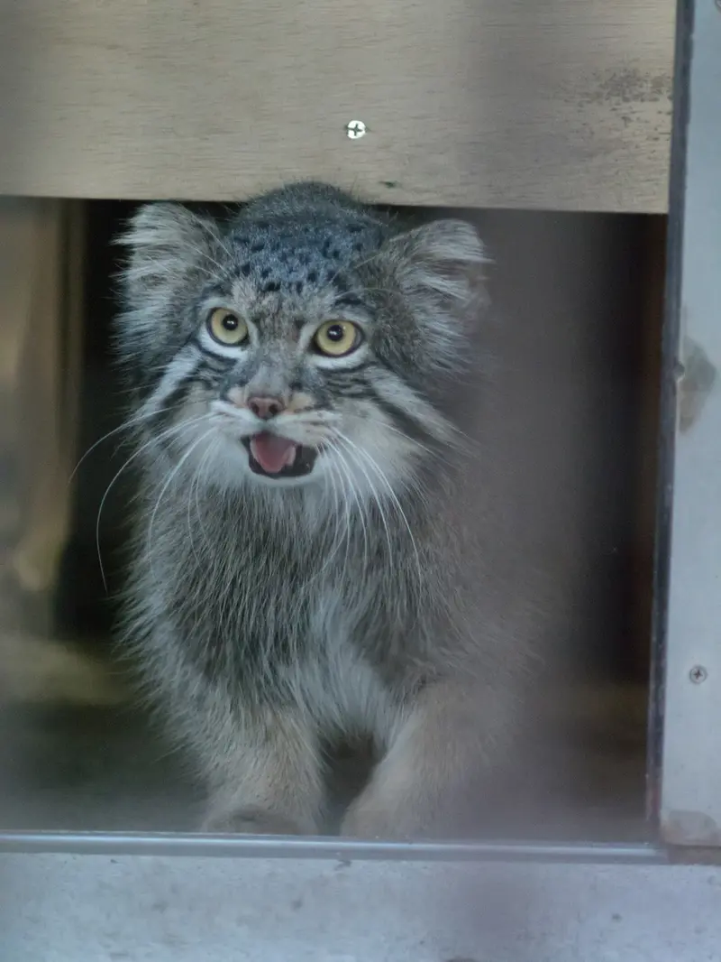野毛山動物園のフィーガの写真