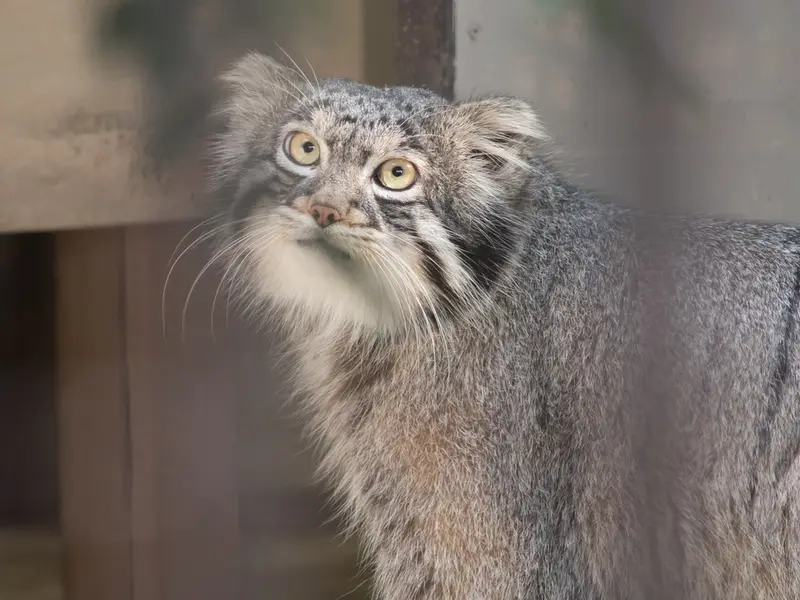 野毛山動物園のフィーガの写真