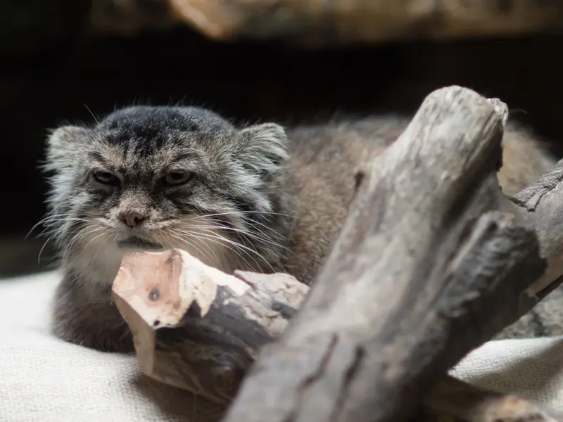 恩賜上野動物園のプリームラの写真