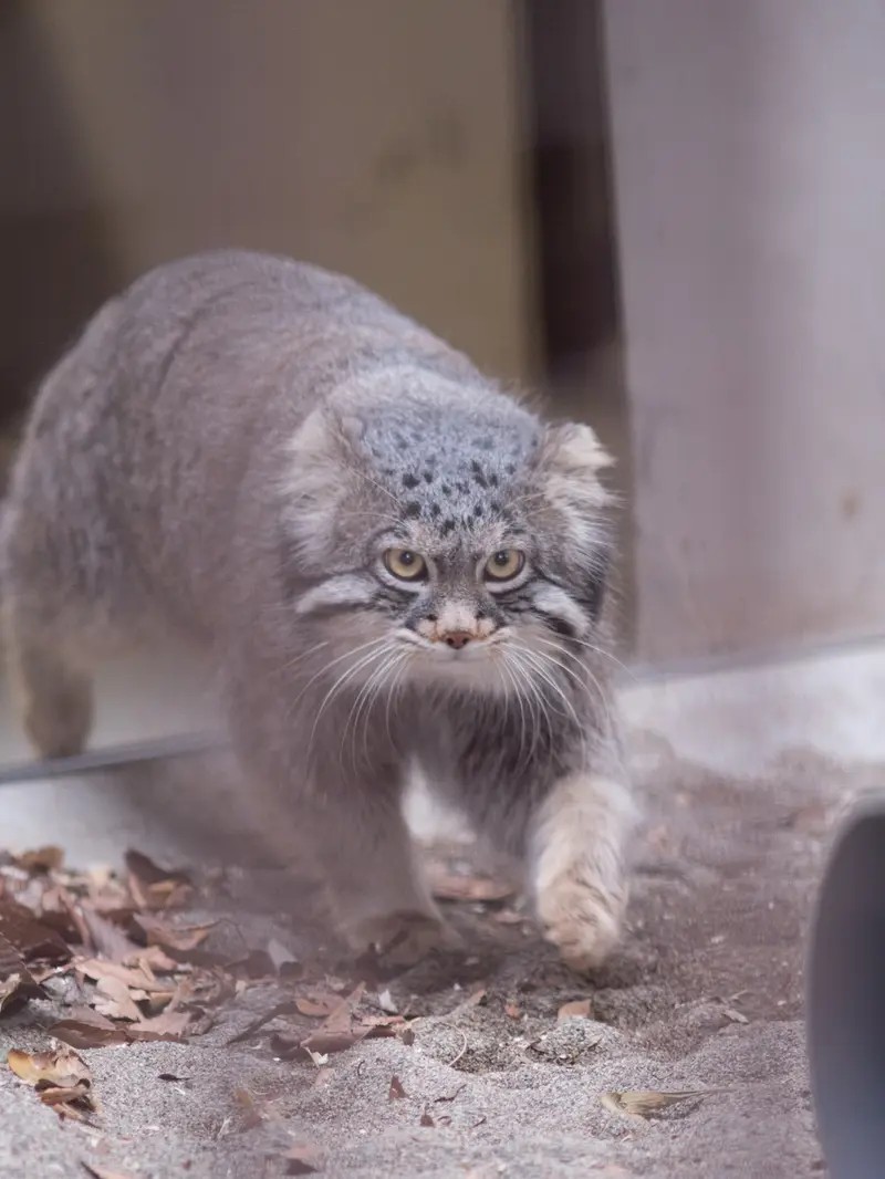 野毛山動物園のフィーガの写真