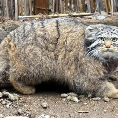 カラコル動物園のクニャージュナ・カラコリスカヤの写真