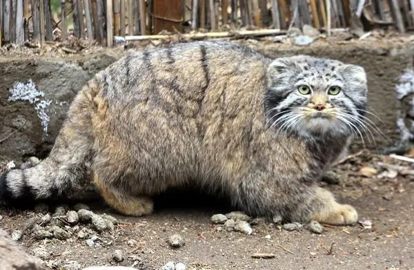 カラコル動物園のクニャージュナ・カラコリスカヤの写真