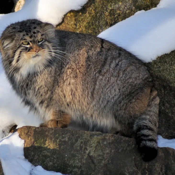 ゲルリッツ動物園のブルースの写真