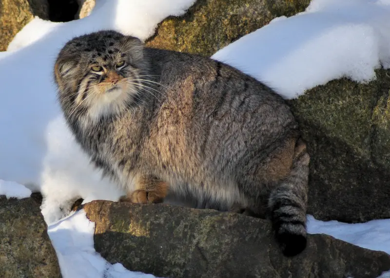 ゲルリッツ動物園のブルースの写真