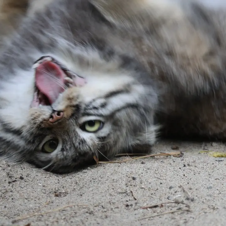 ノヴォシビルスク動物園のマヌルネコの写真