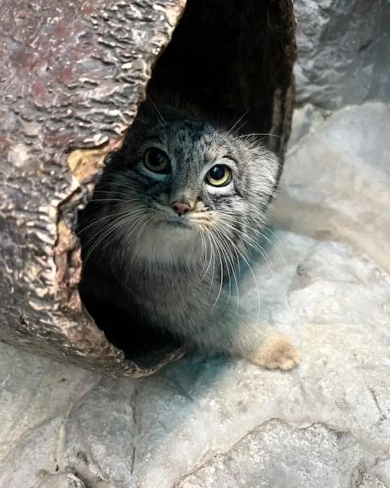 マヌルネコの写真
