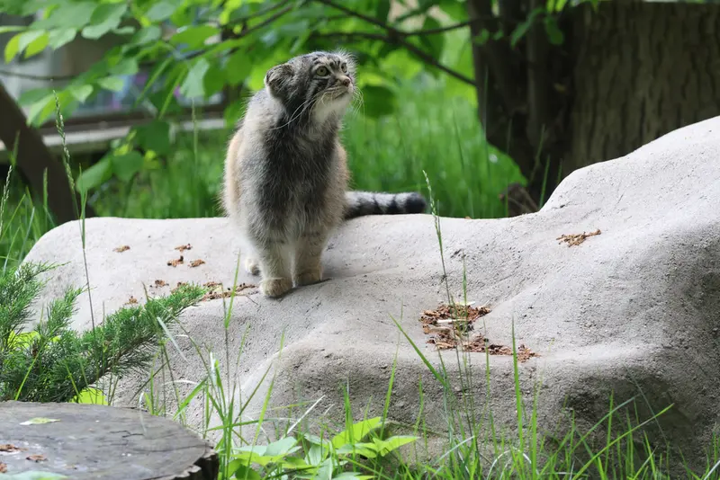 モスクワ動物園のティモフェイの写真