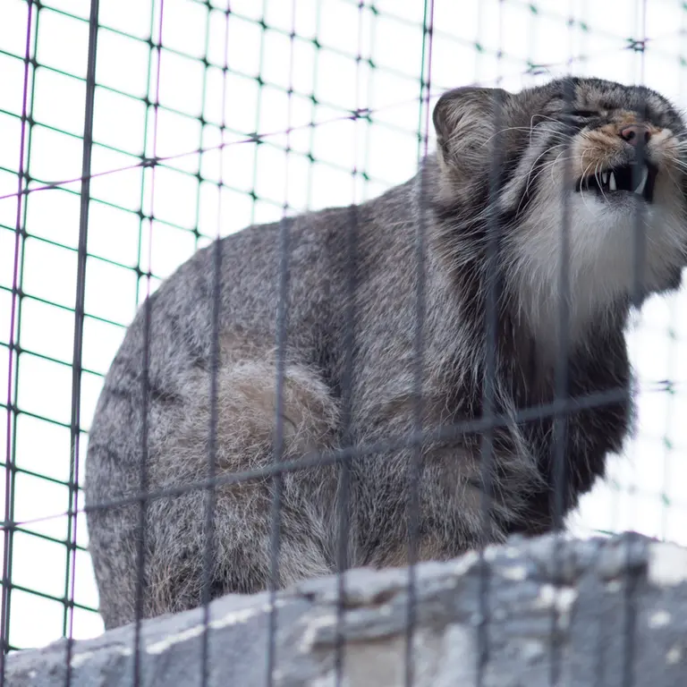 旭山動物園のヒデの写真