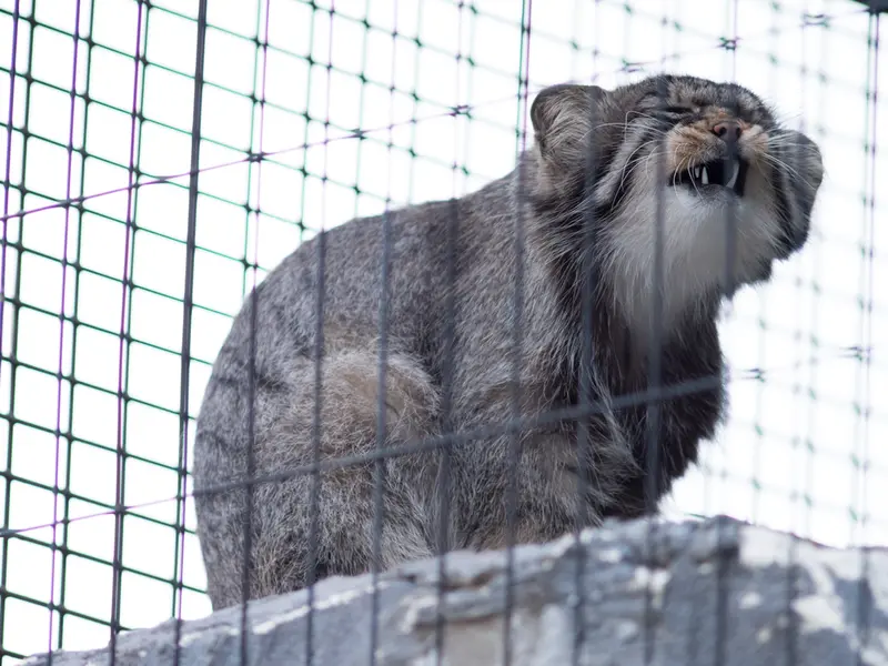 旭山動物園のヒデの写真