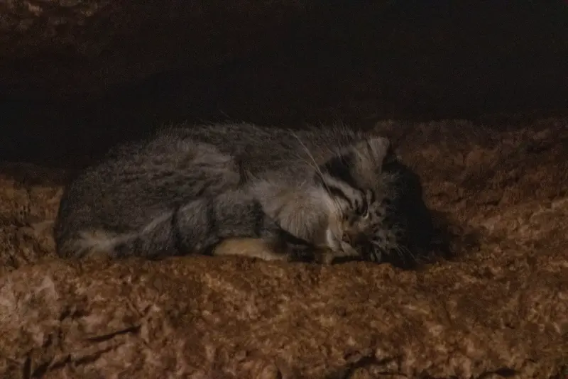 ブルックフィールド動物園シカゴのルビーの写真
