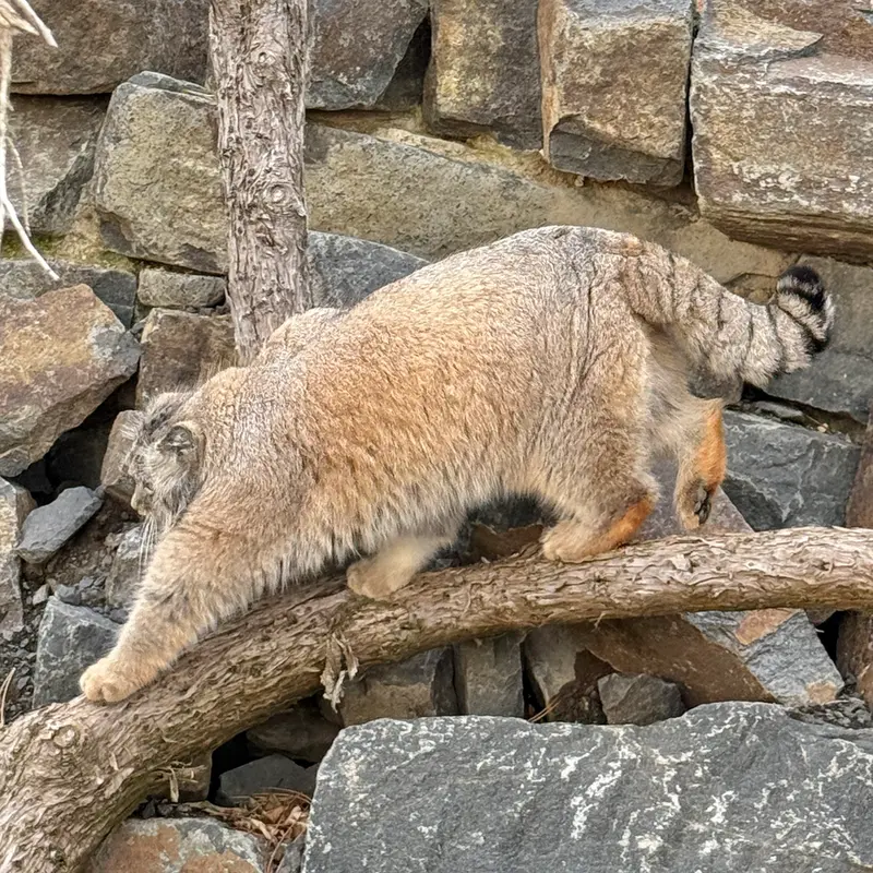 プラハ動物園のスパイの写真