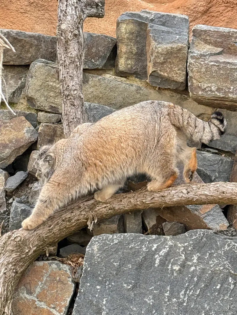プラハ動物園のスパイの写真