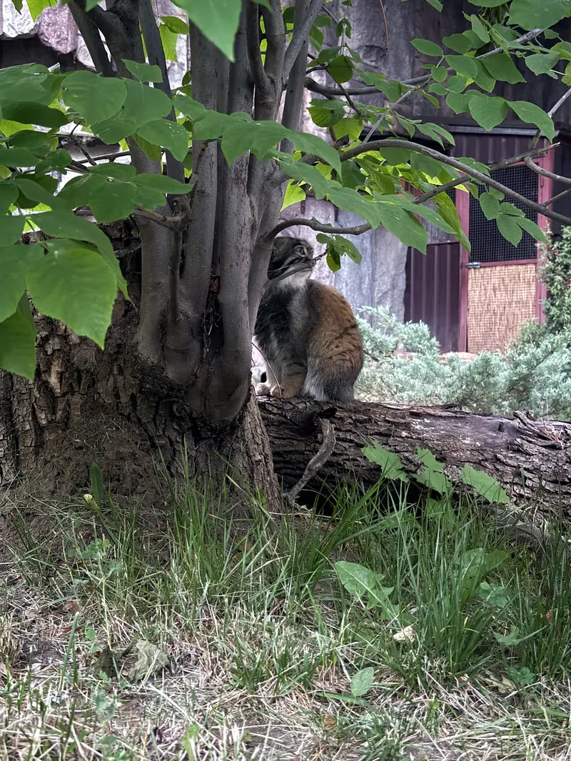 モスクワ動物園のティモフェイの写真