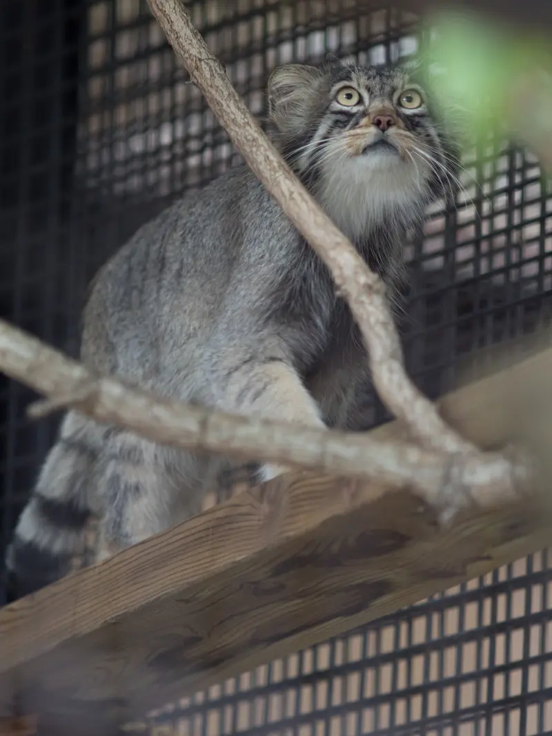 旭山動物園のヒデの写真
