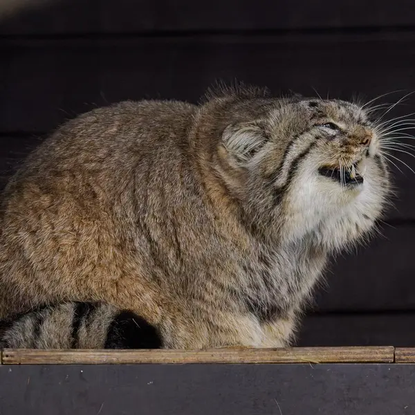 ブルノ動物園のムズタウの写真