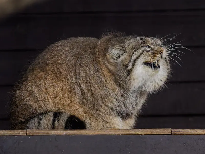 ブルノ動物園のムズタウの写真