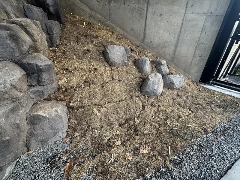 旭山動物園のマヌルネコの写真