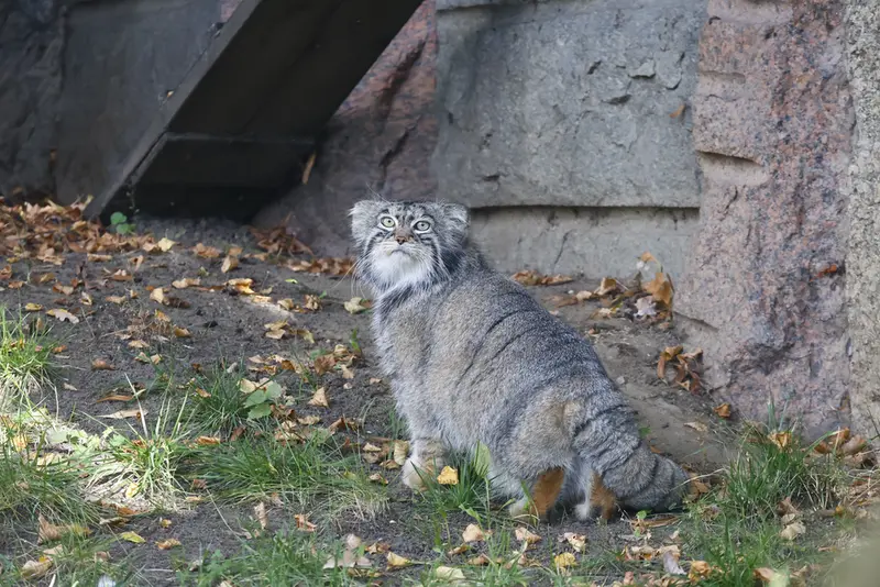 モスクワ動物園のティモフェイの写真