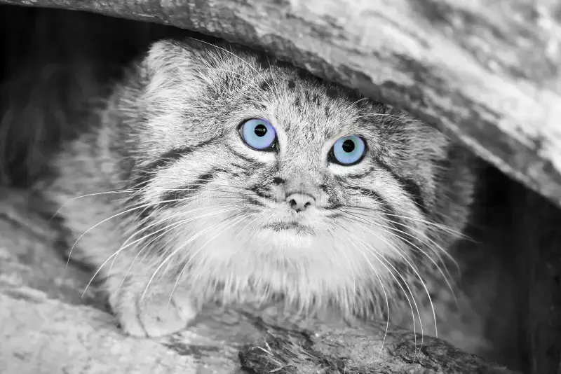マヌルネコの写真