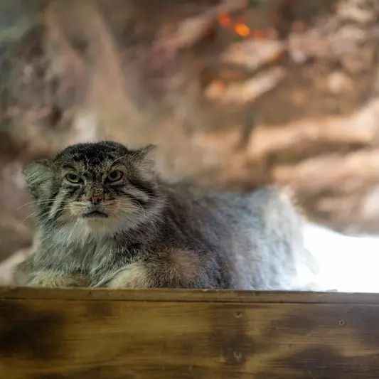 恩賜上野動物園のプリームラの写真