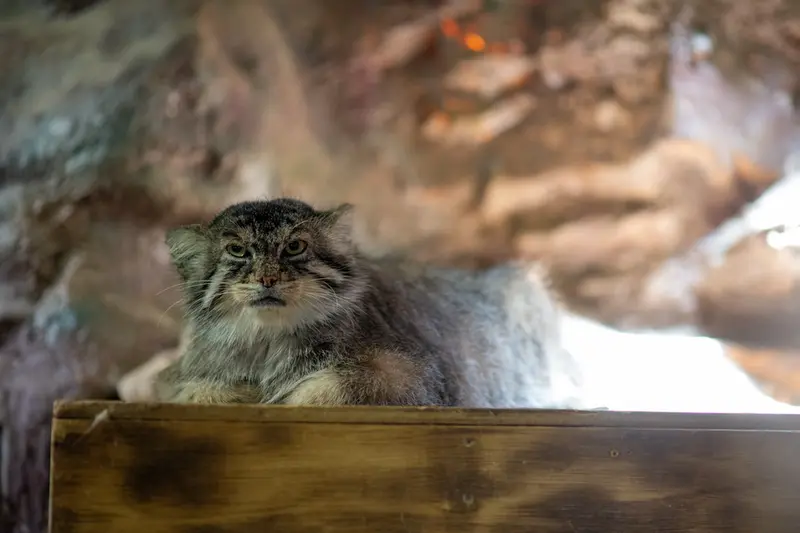 恩賜上野動物園のプリームラの写真